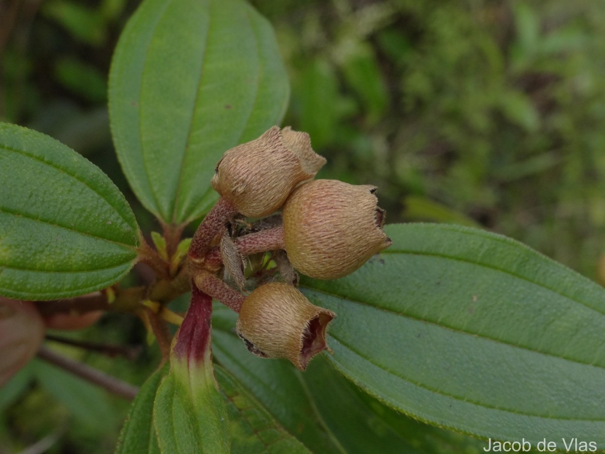 Melastoma malabathricum L.